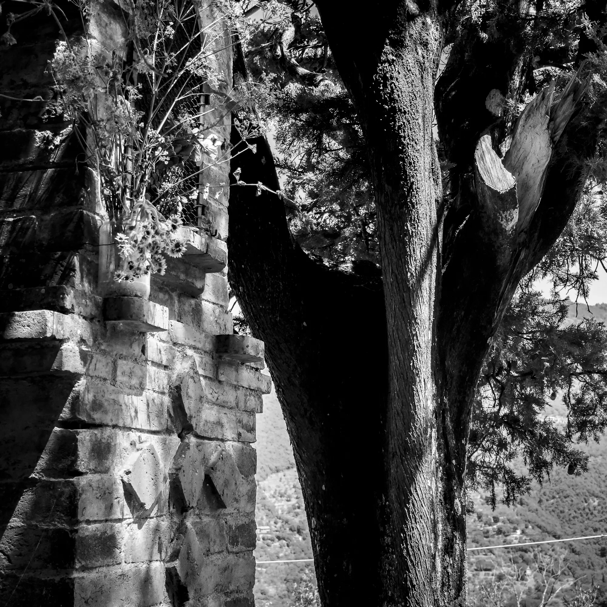 Monochromatic digital photograph of a roadside shrine and a cypress tree in Cortona, Italy.